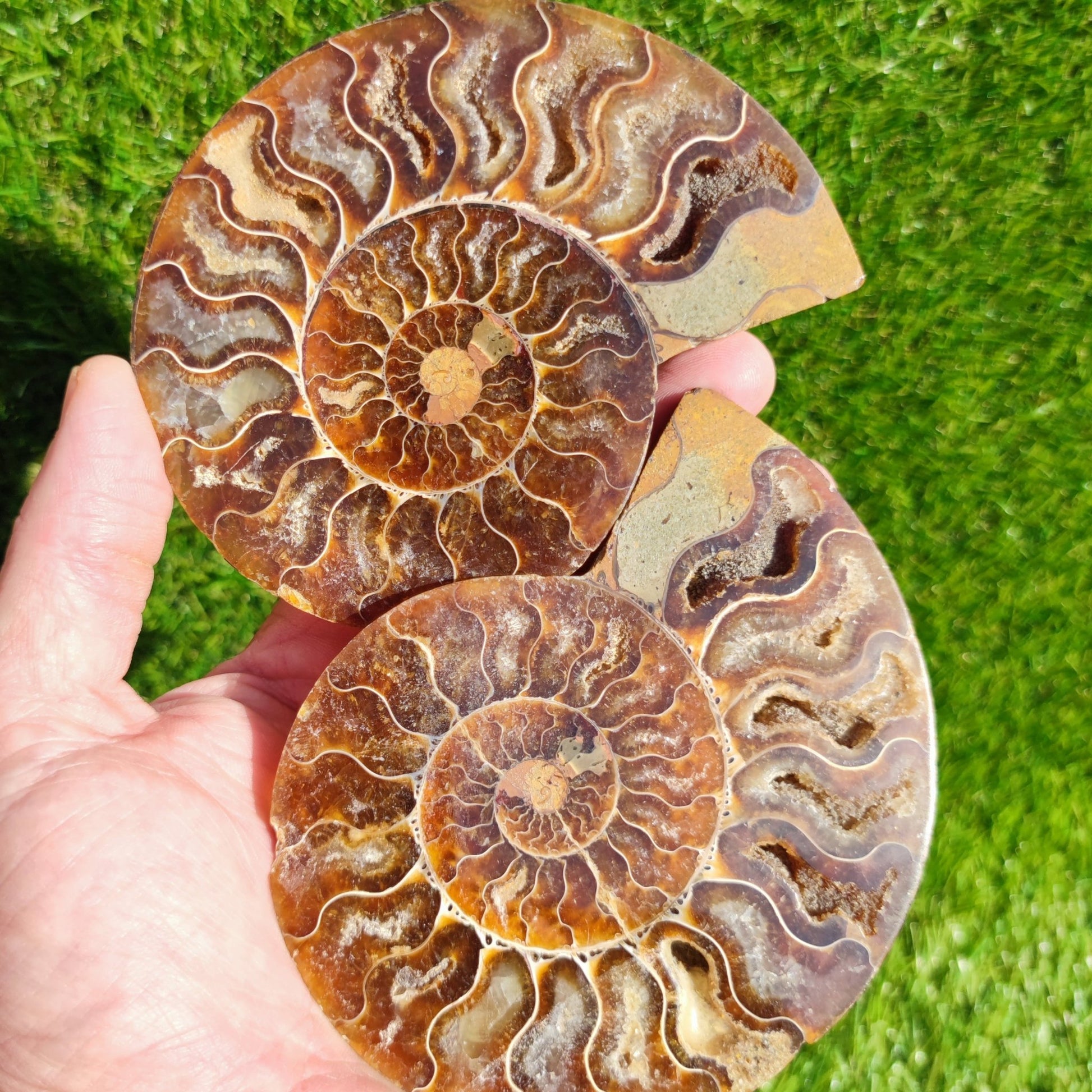 Polished Madagascar ammonite fossil pair - North Yorkshire Fossils