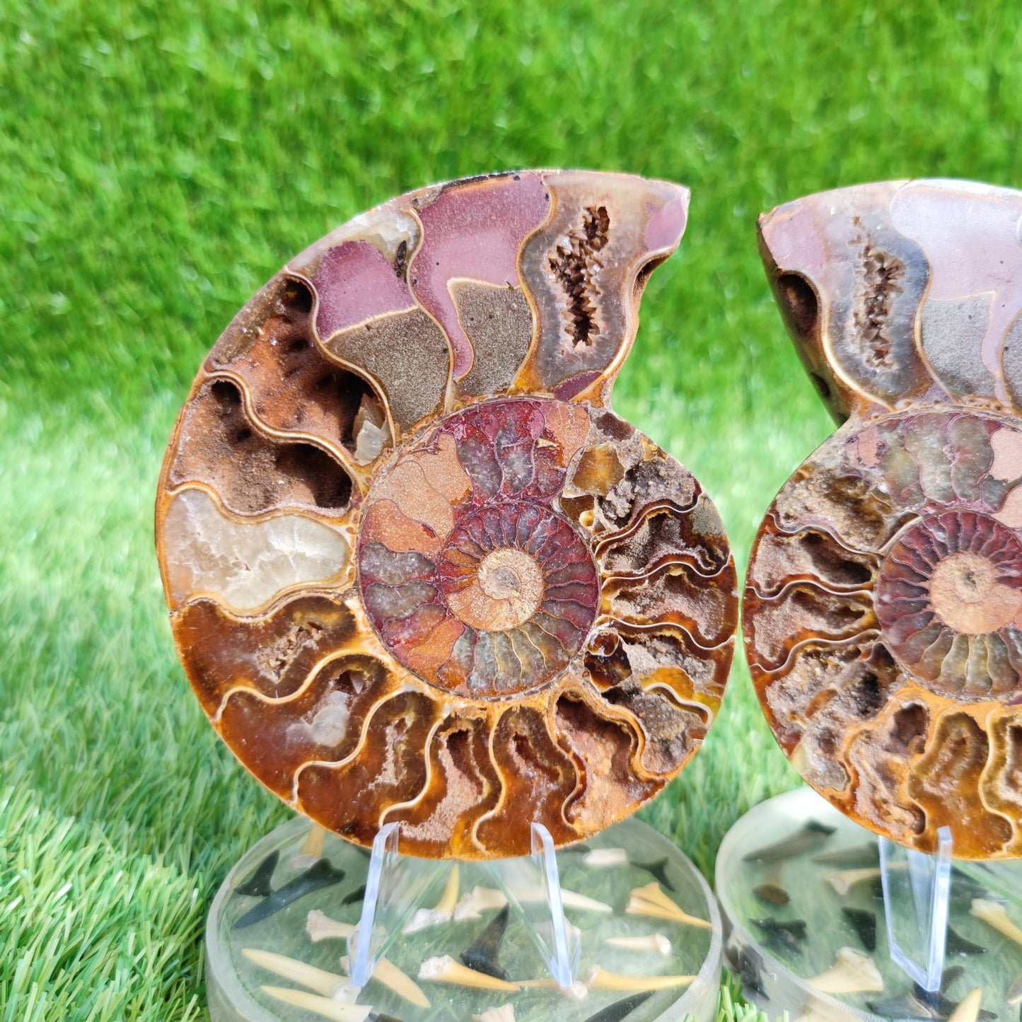 Polished Madagascar ammonite fossil pair large - North Yorkshire Fossils