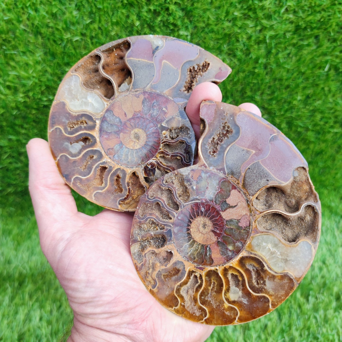 Polished Madagascar ammonite fossil pair large - North Yorkshire Fossils
