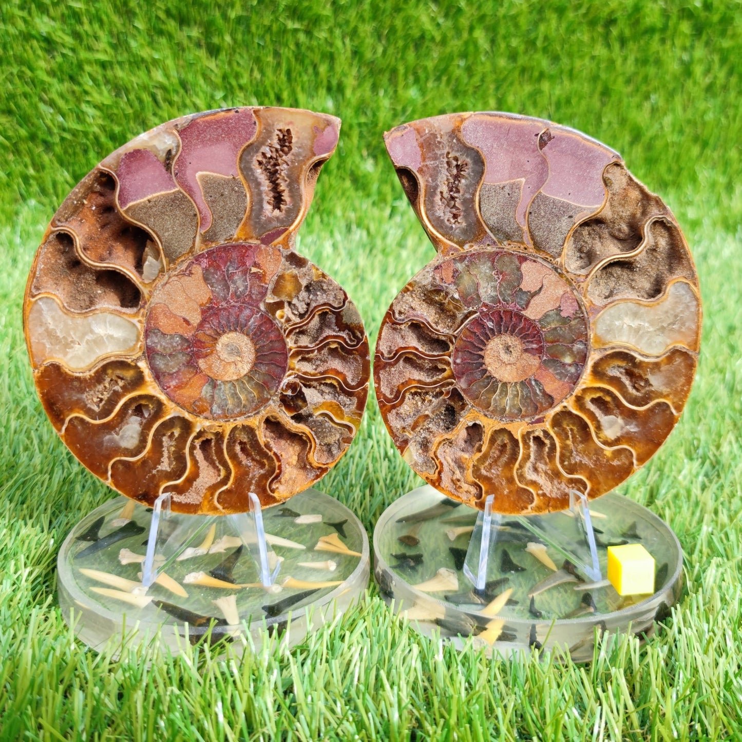Polished Madagascar ammonite fossil pair large - North Yorkshire Fossils