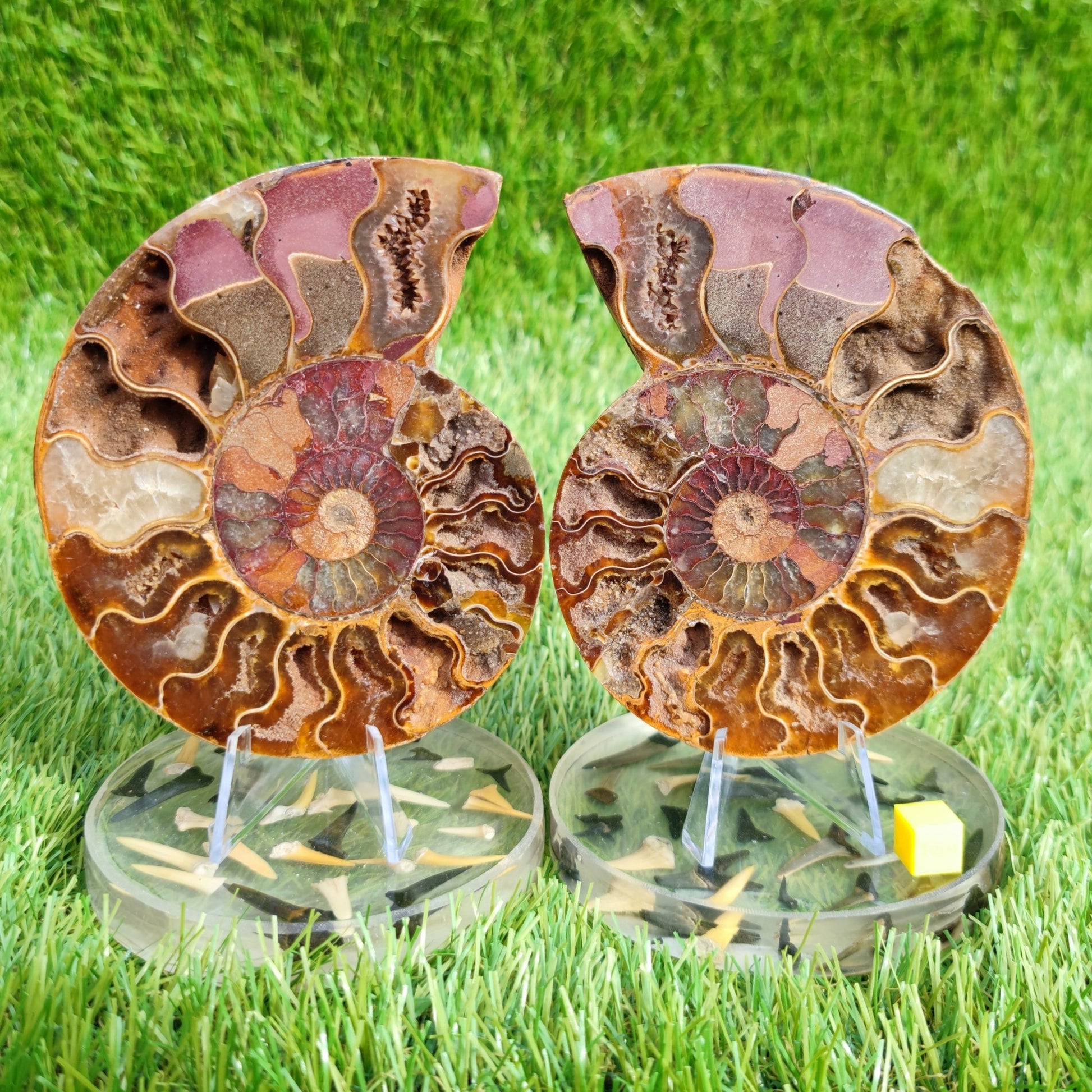 Polished Madagascar ammonite fossil pair large - North Yorkshire Fossils