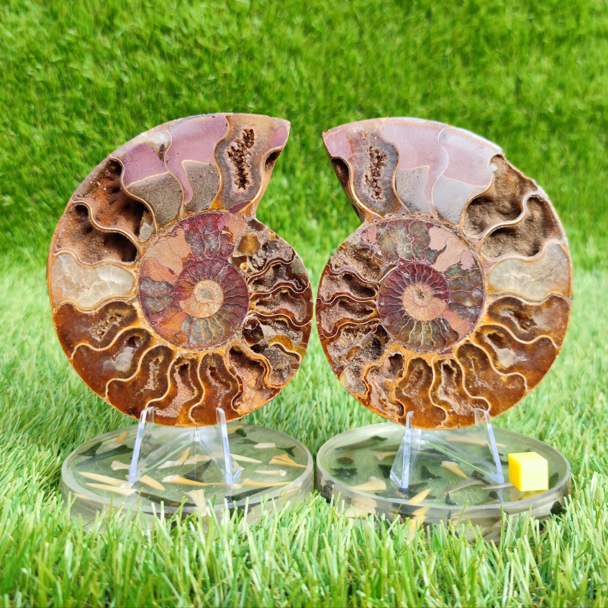 Polished Madagascar ammonite fossil pair large - North Yorkshire Fossils