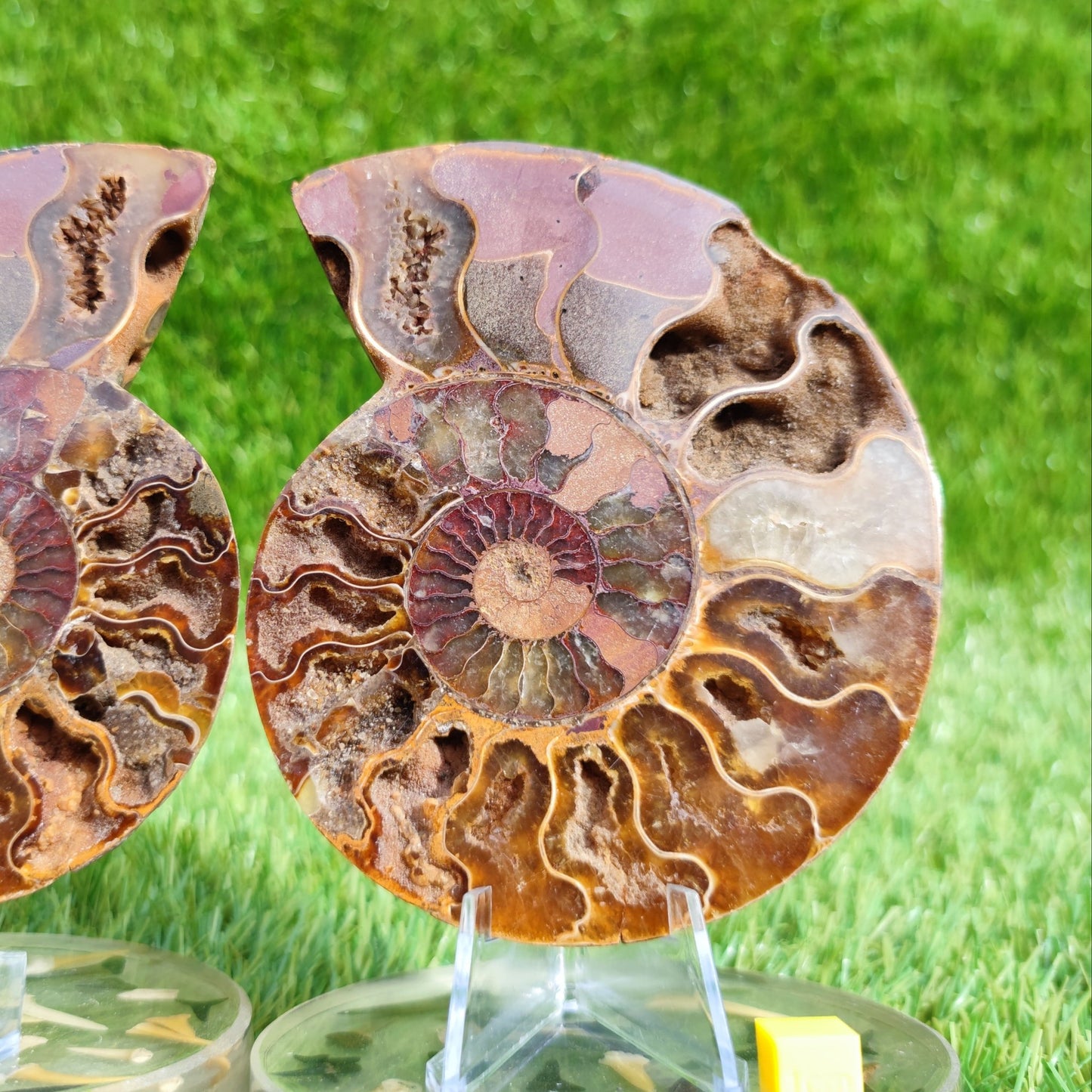 Polished Madagascar ammonite fossil pair large - North Yorkshire Fossils