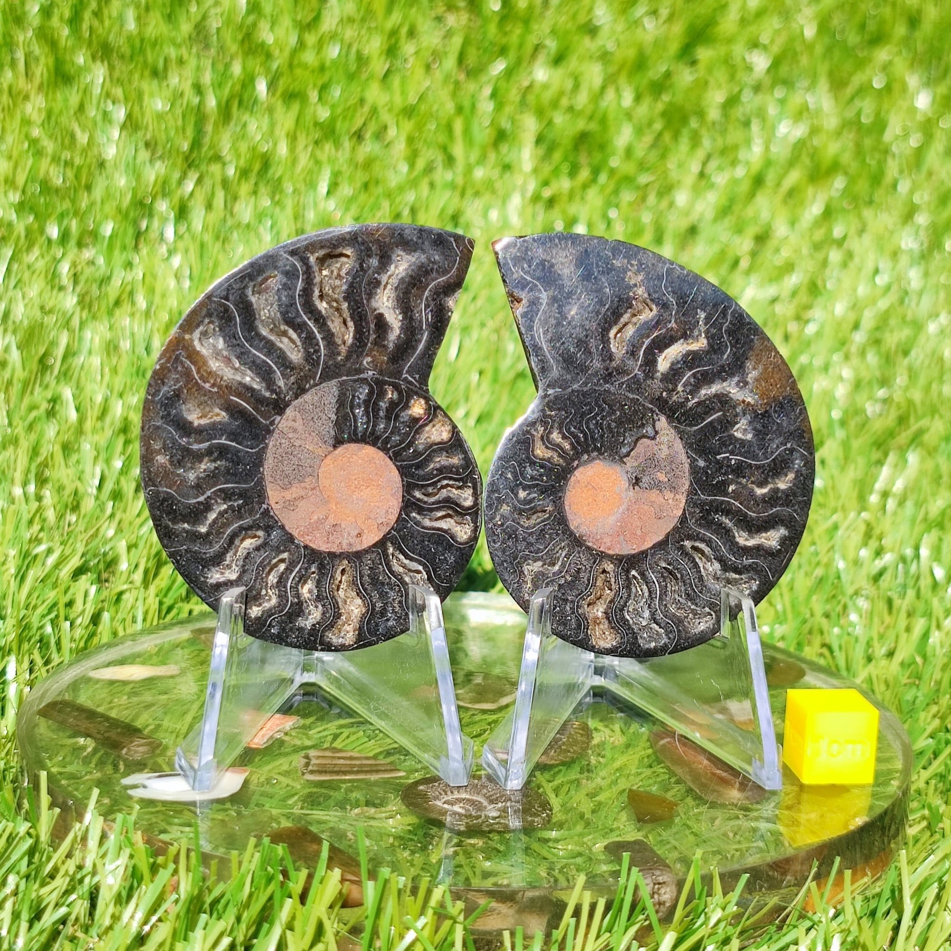 Polished Madagascar ammonite multi coloured - North Yorkshire Fossils