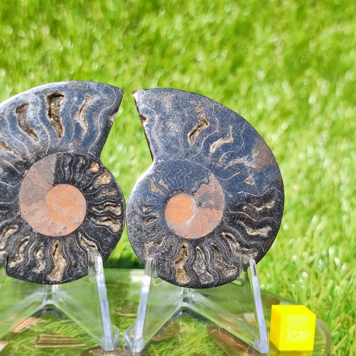 Polished Madagascar ammonite multi coloured - North Yorkshire Fossils