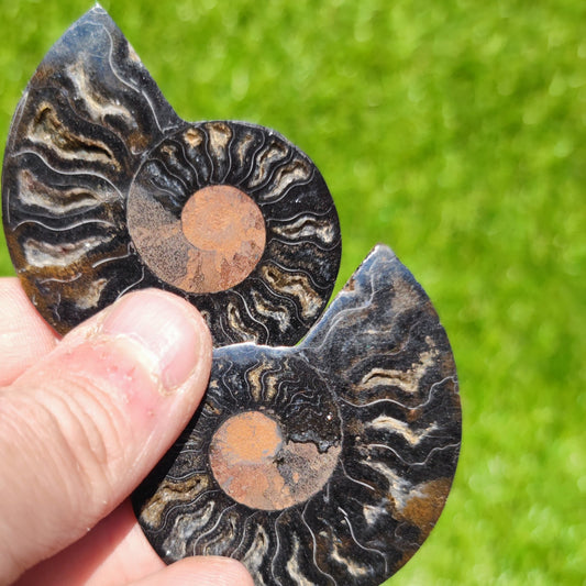 Polished Madagascar ammonite multi coloured - North Yorkshire Fossils
