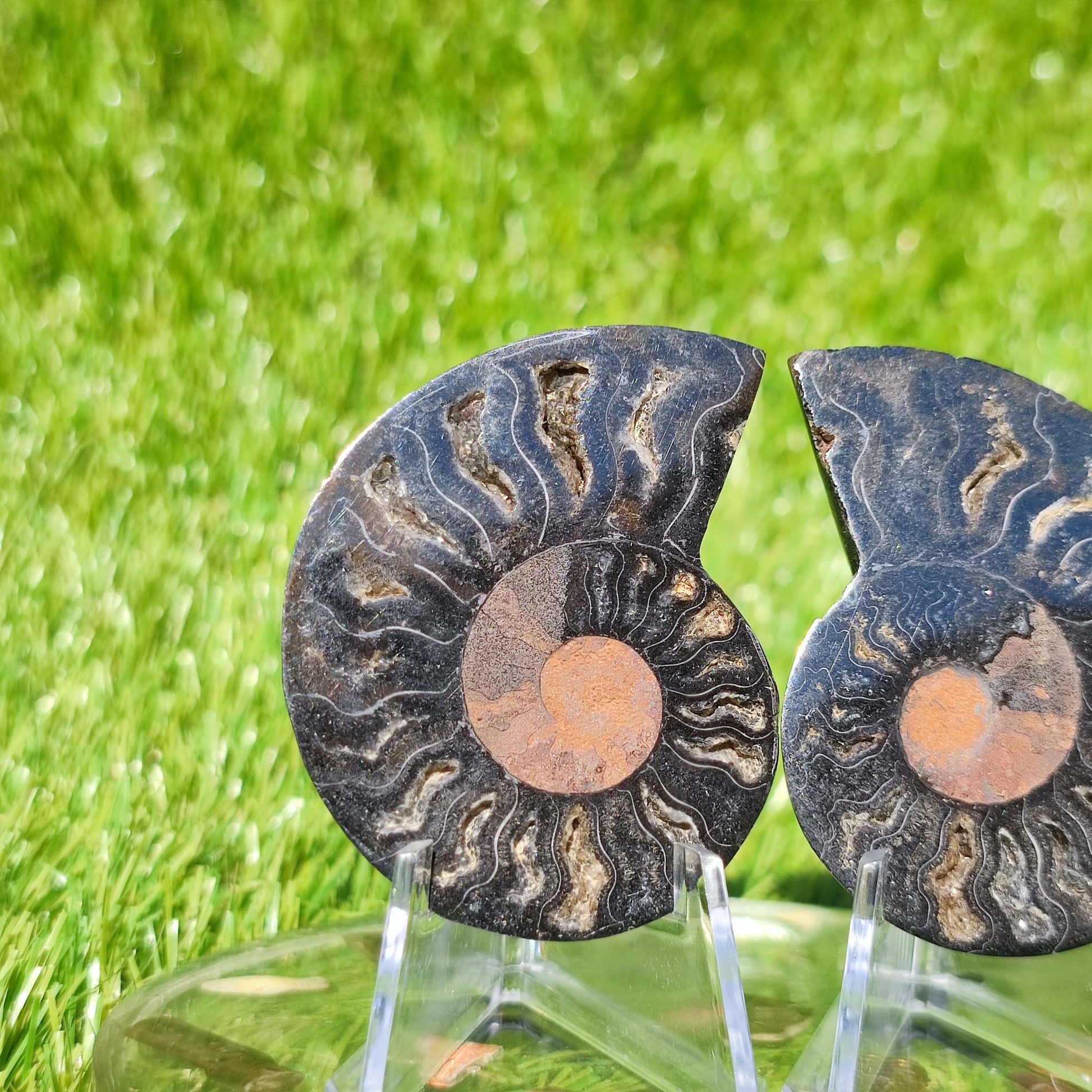 Polished Madagascar ammonite multi coloured - North Yorkshire Fossils