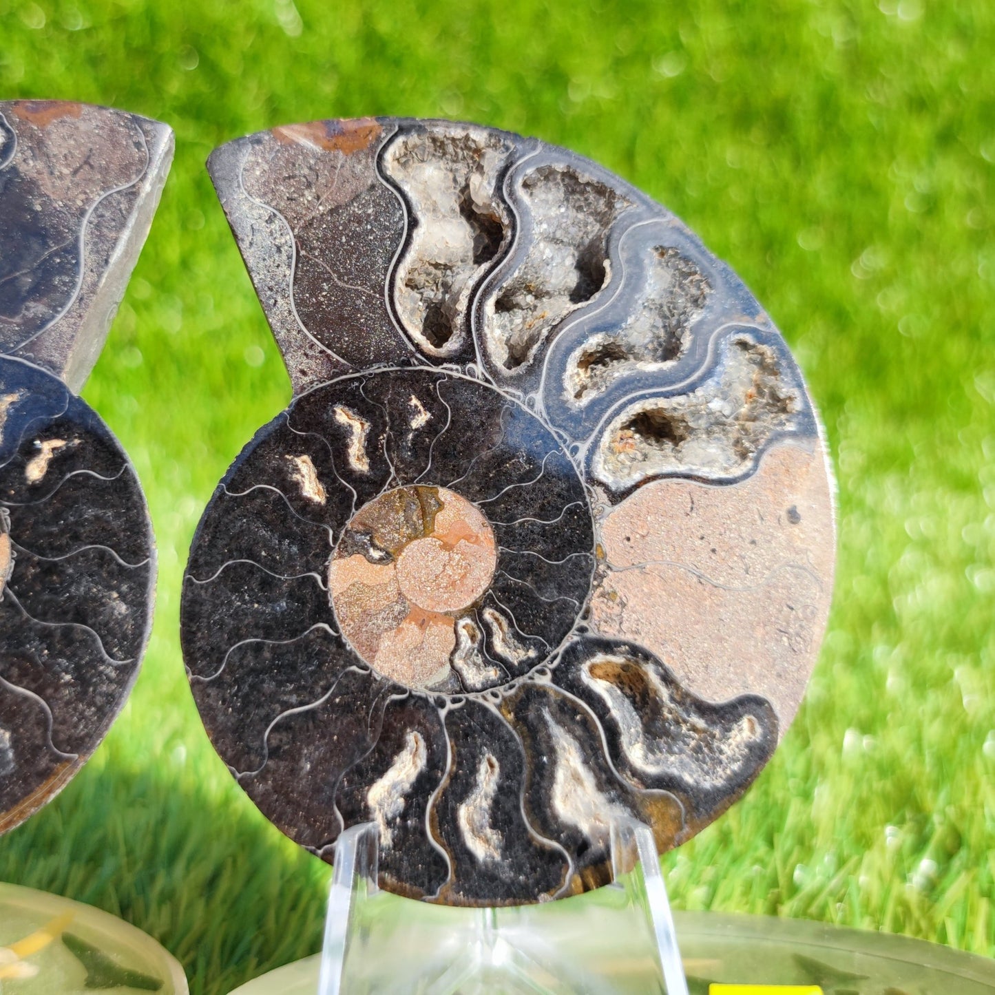 Polished Madagascar ammonite pair - North Yorkshire Fossils