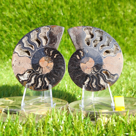 Polished Madagascar ammonite pair - North Yorkshire Fossils