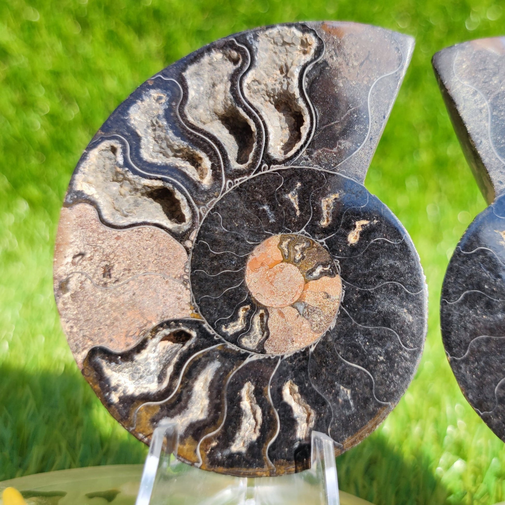 Polished Madagascar ammonite pair - North Yorkshire Fossils