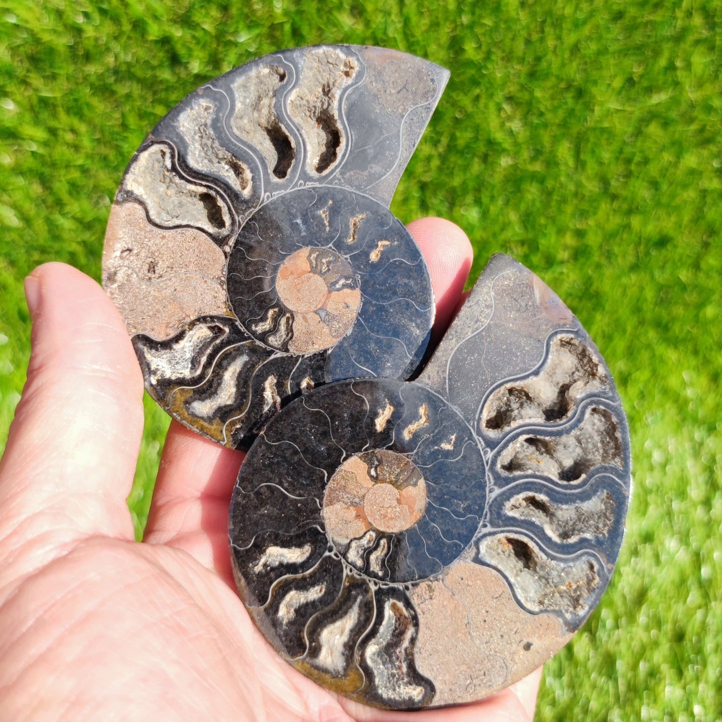 Polished Madagascar ammonite pair - North Yorkshire Fossils
