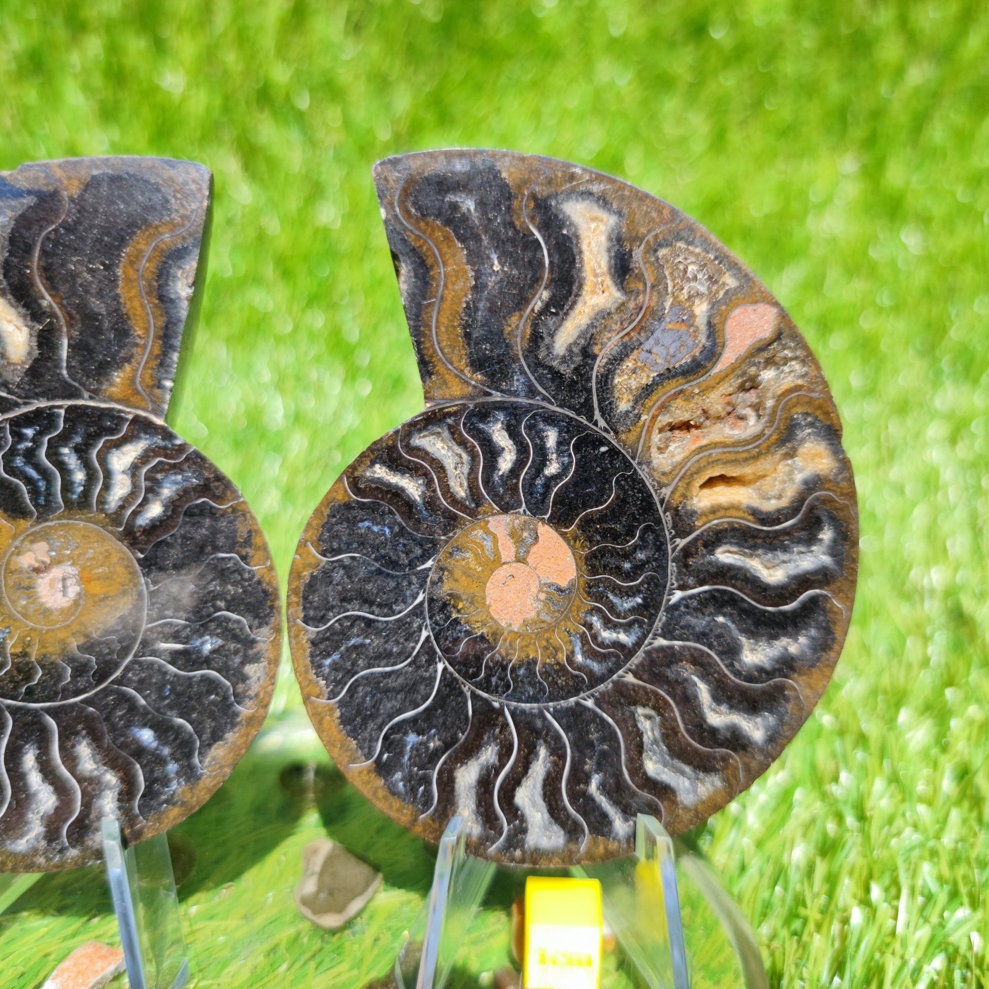 Polished Madagascar ammonite with multicoloured chambers - North Yorkshire Fossils