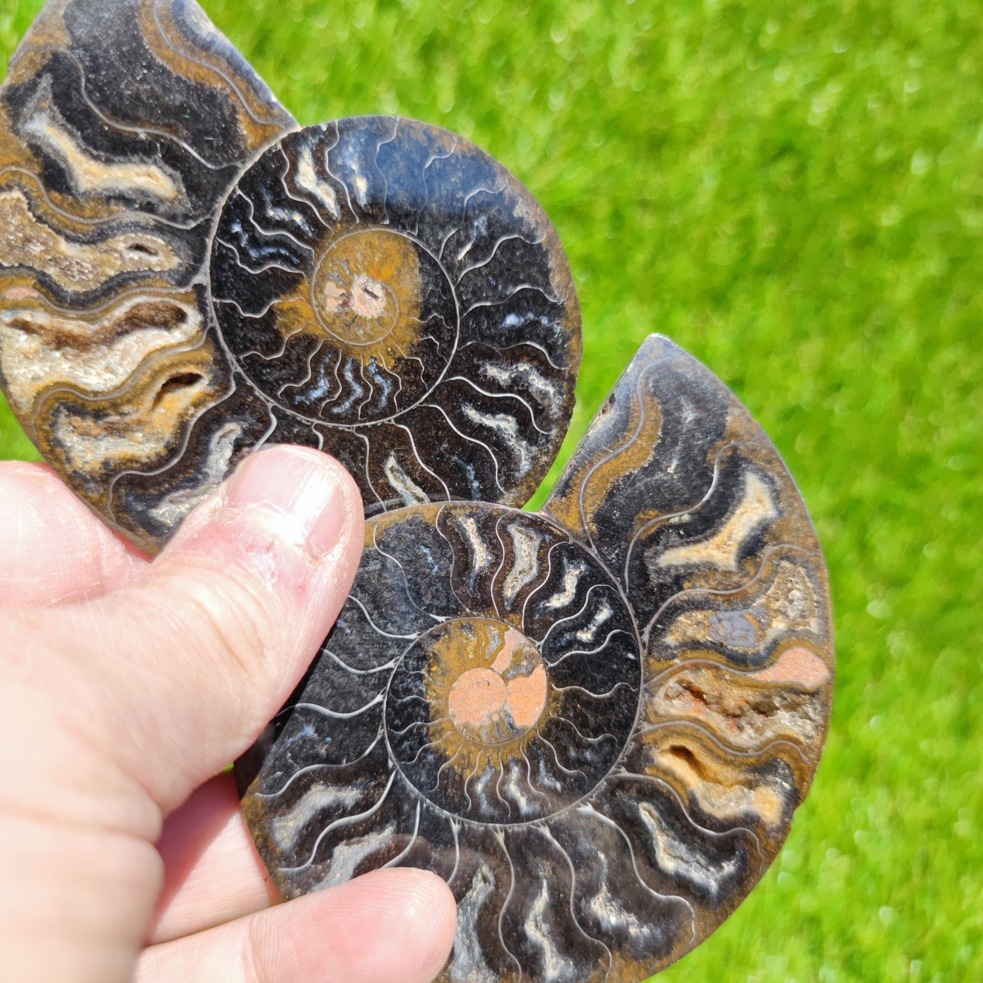 Polished Madagascar ammonite with multicoloured chambers - North Yorkshire Fossils
