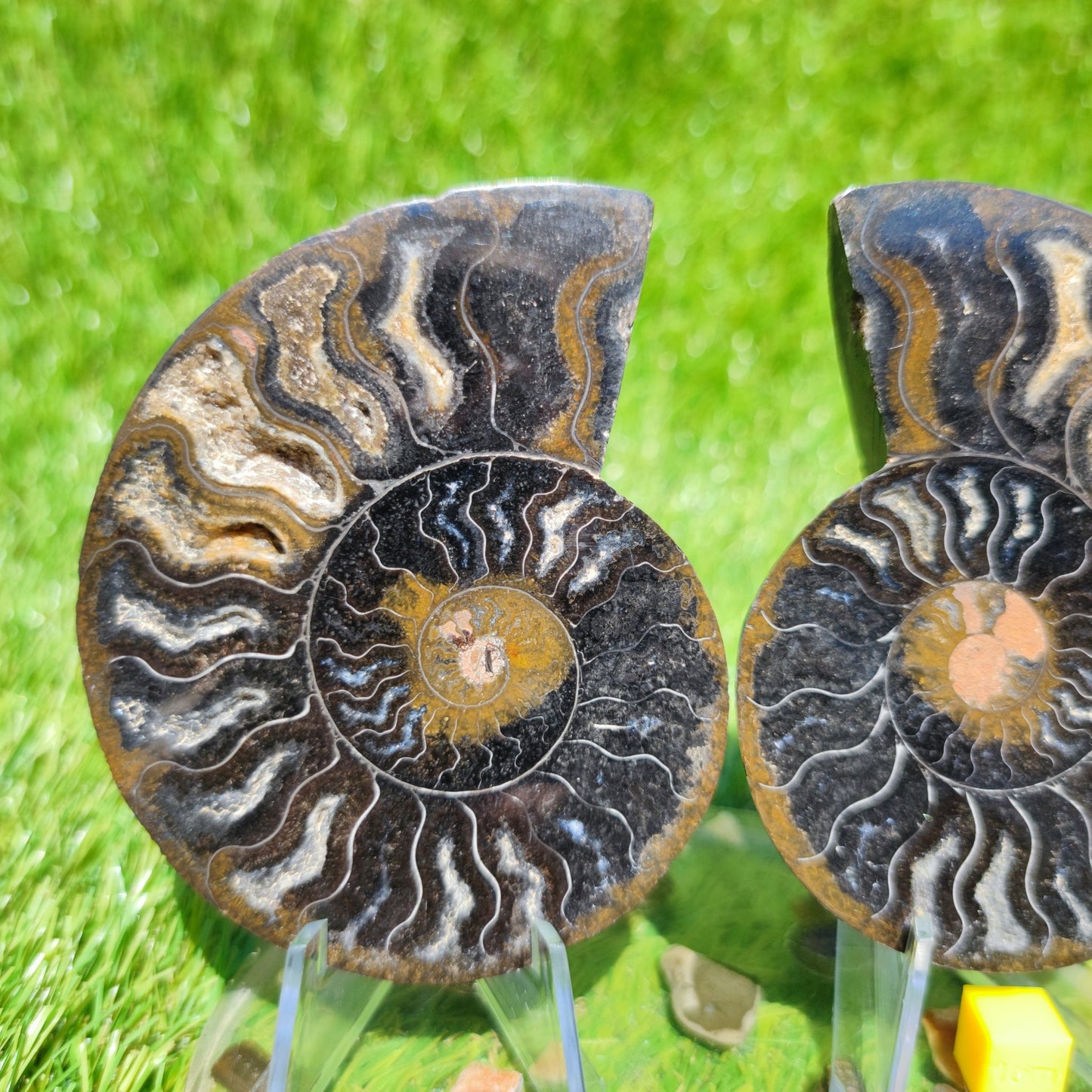 Polished Madagascar ammonite with multicoloured chambers - North Yorkshire Fossils
