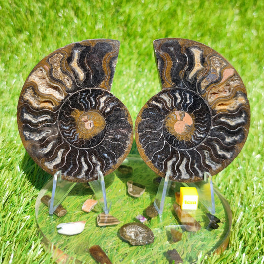 Polished Madagascar ammonite with multicoloured chambers - North Yorkshire Fossils