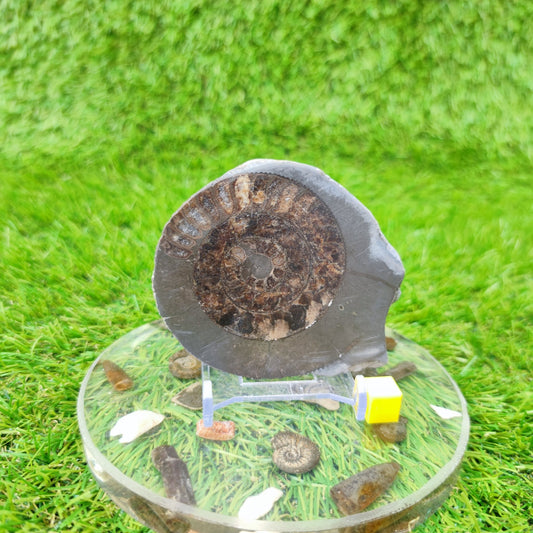 Polished North Yorkshire ammonite fossil - North Yorkshire Fossils