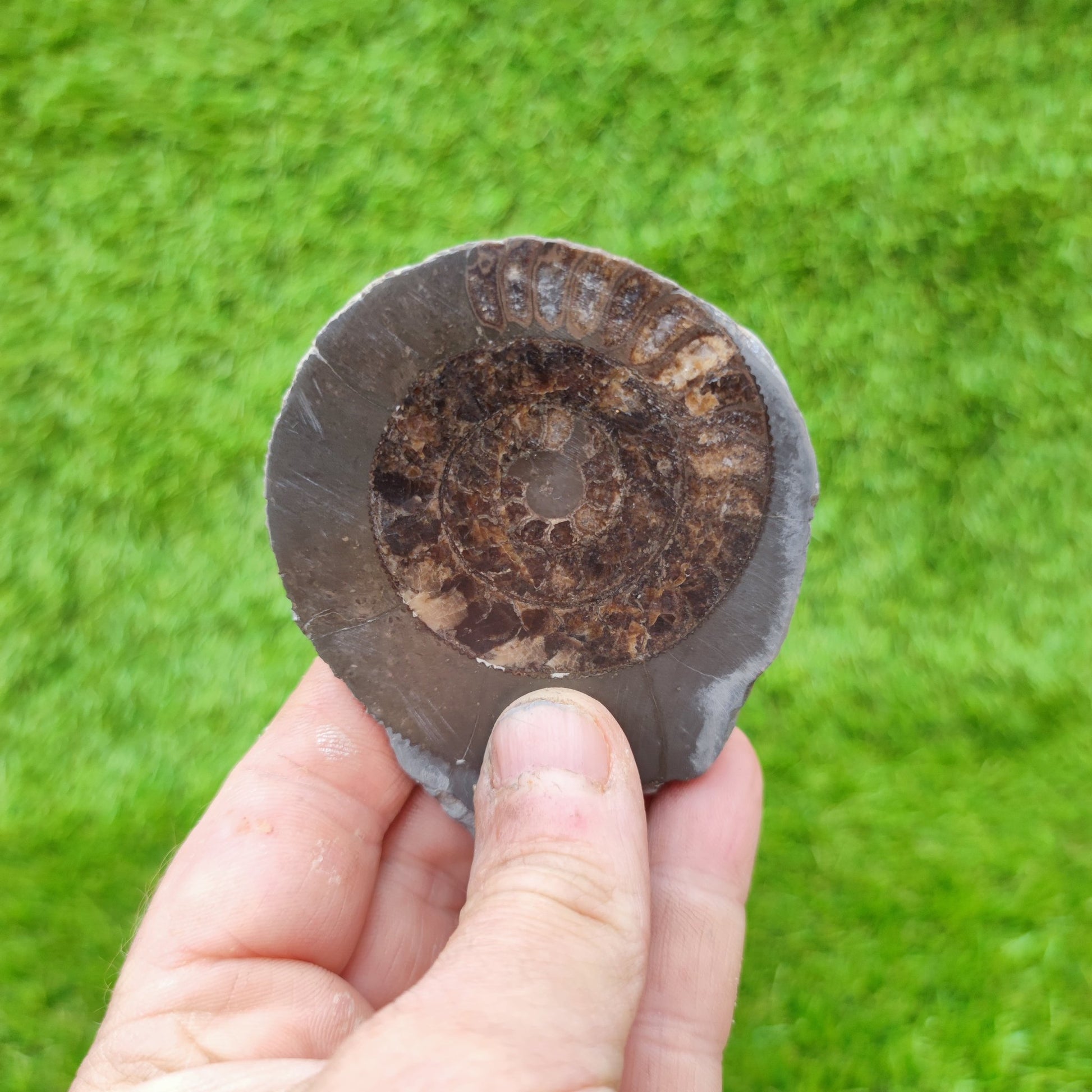 Polished North Yorkshire ammonite fossil - North Yorkshire Fossils