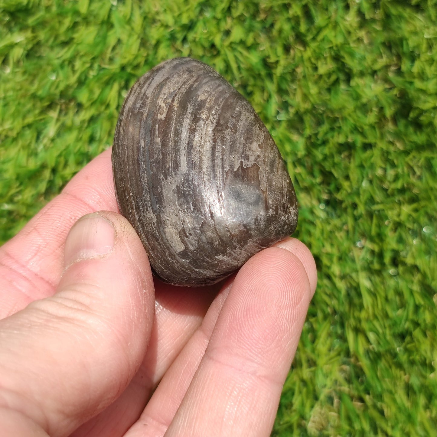 Polished shell fossil Jurassic coast - North Yorkshire Fossils