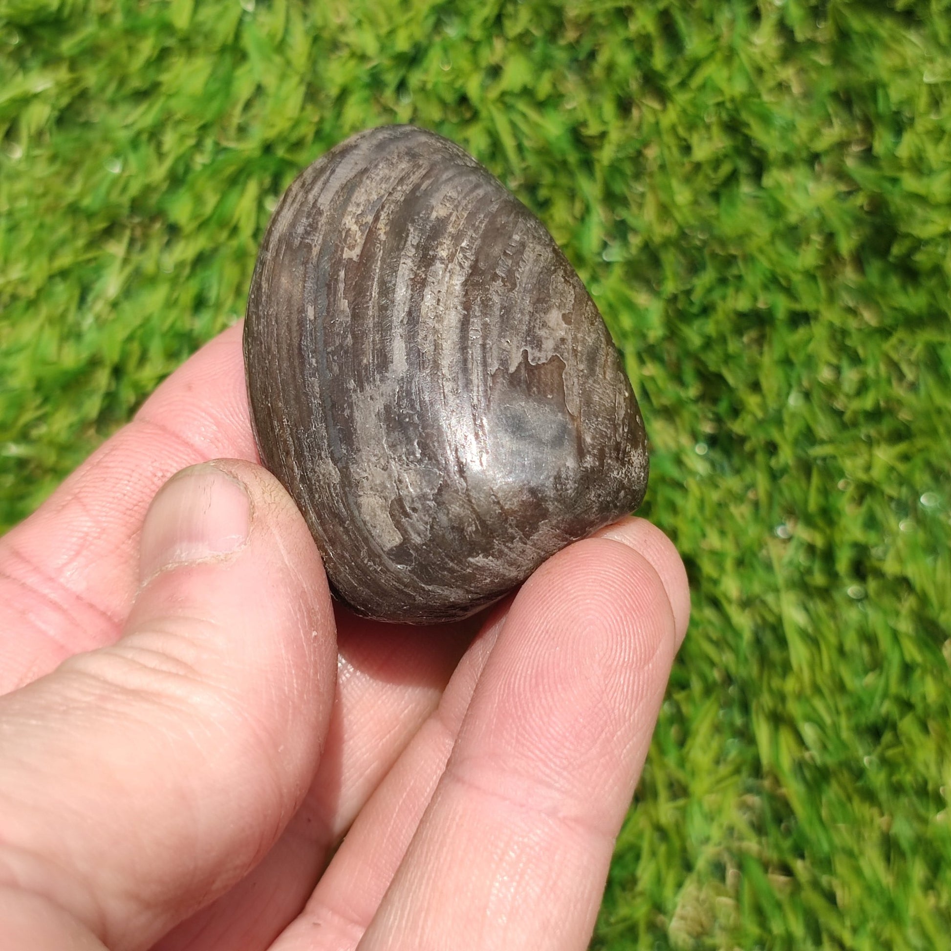 Polished shell fossil Jurassic coast - North Yorkshire Fossils