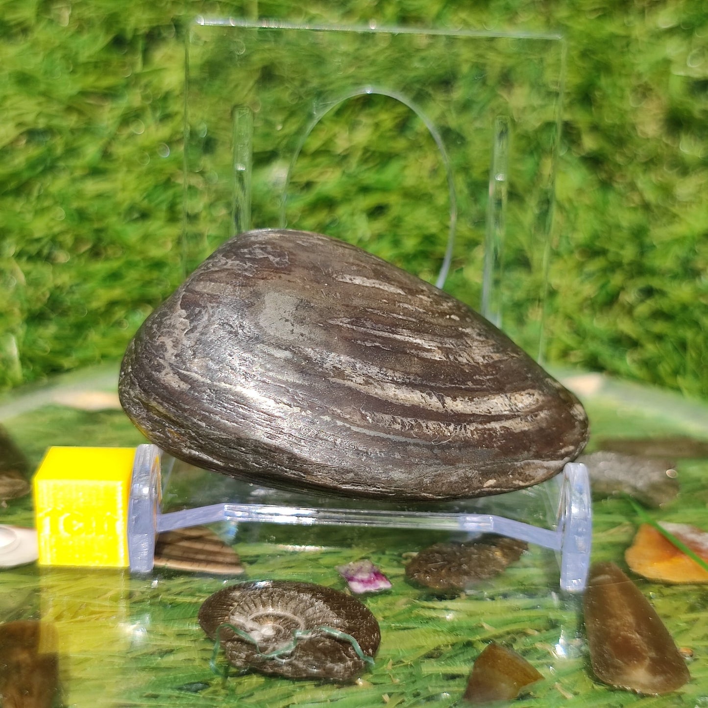 Polished shell fossil Jurassic coast - North Yorkshire Fossils