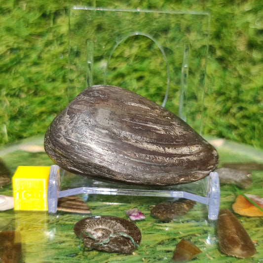 Polished shell fossil Jurassic coast - North Yorkshire Fossils