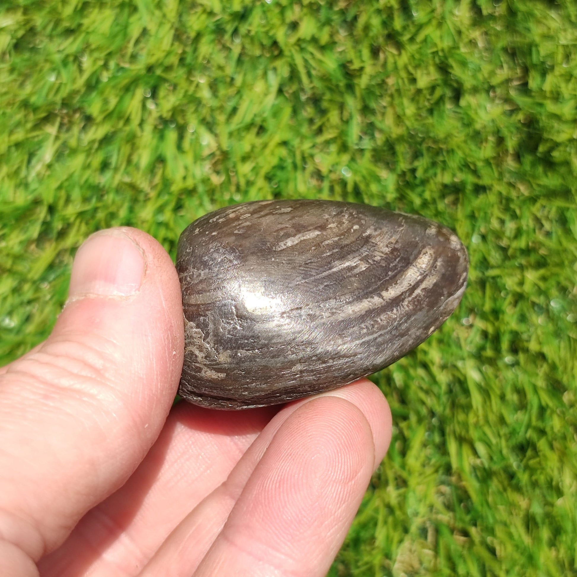 Polished shell fossil Jurassic coast - North Yorkshire Fossils