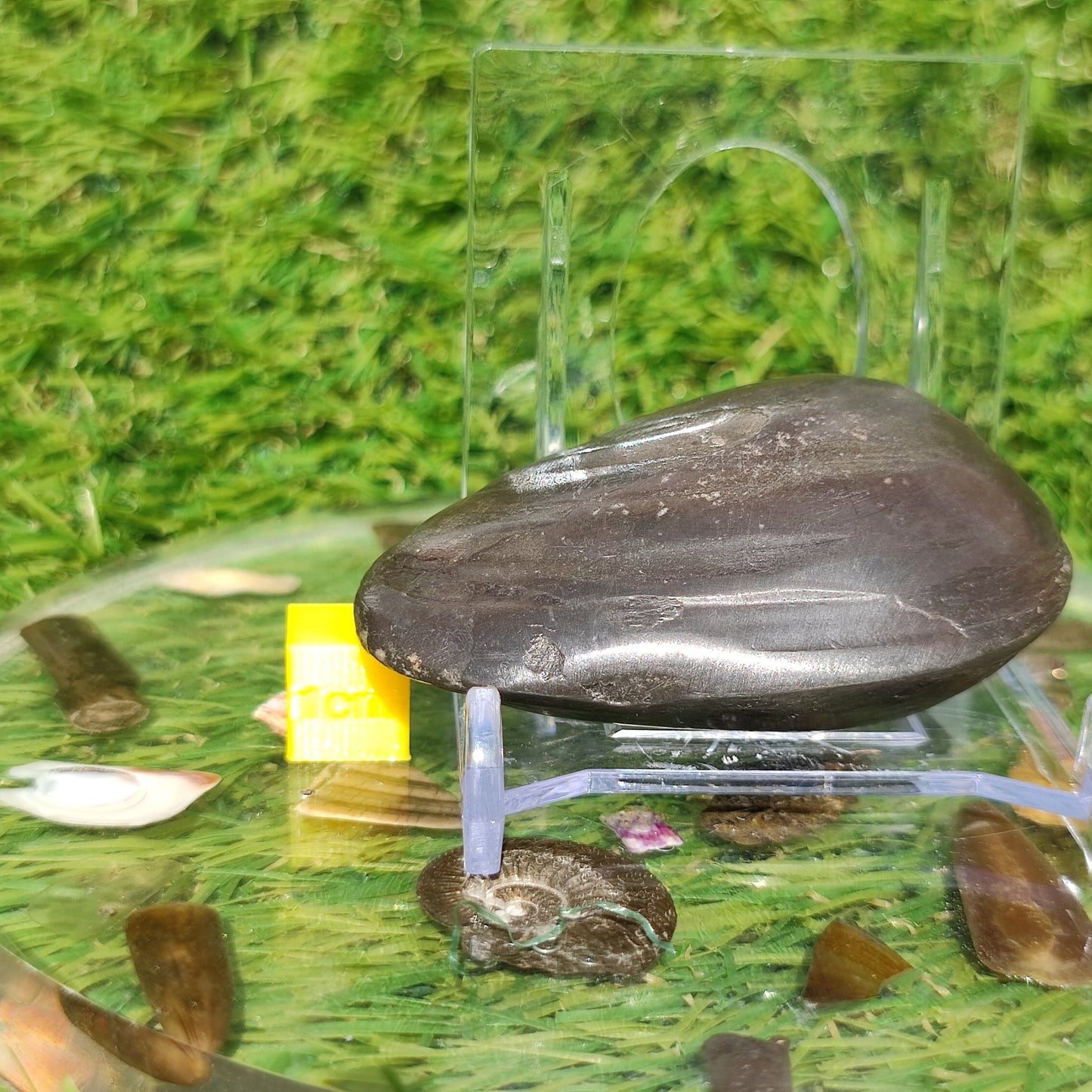 Polished shell fossil Whitby Yorkshire - North Yorkshire Fossils