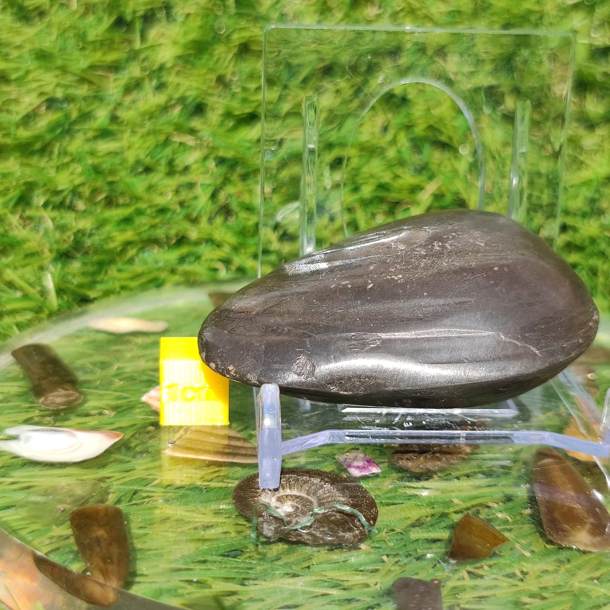 Polished shell fossil Whitby Yorkshire - North Yorkshire Fossils