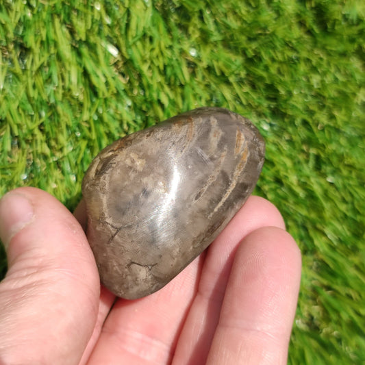 Polished shell fossil Whitby Yorkshire - North Yorkshire Fossils