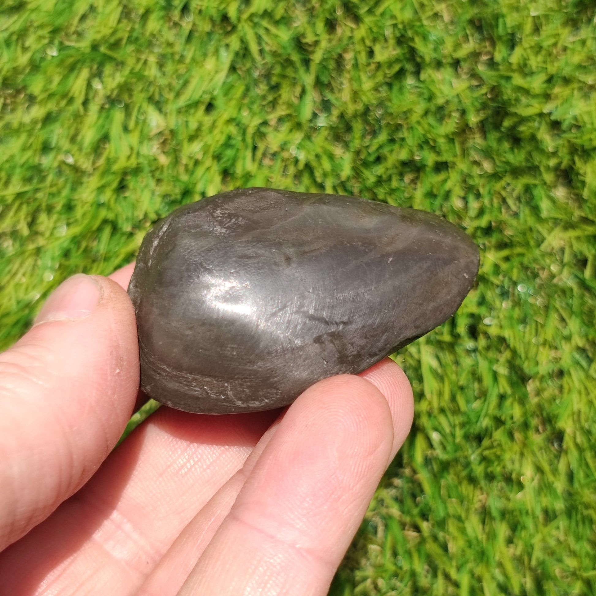 Polished shell fossil Whitby Yorkshire - North Yorkshire Fossils
