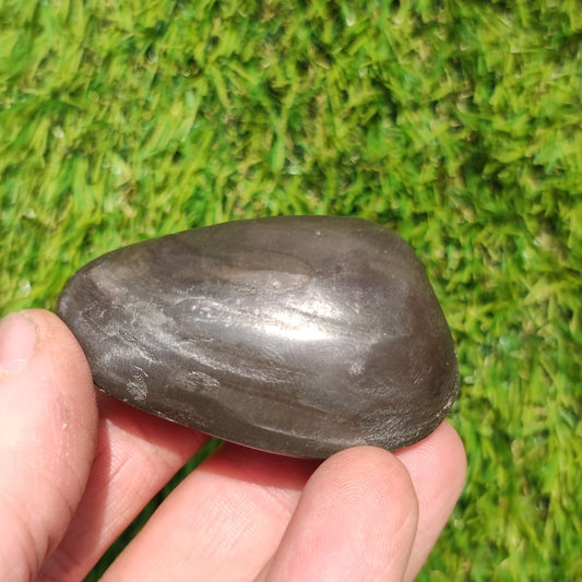 Polished shell fossil Whitby Yorkshire - North Yorkshire Fossils