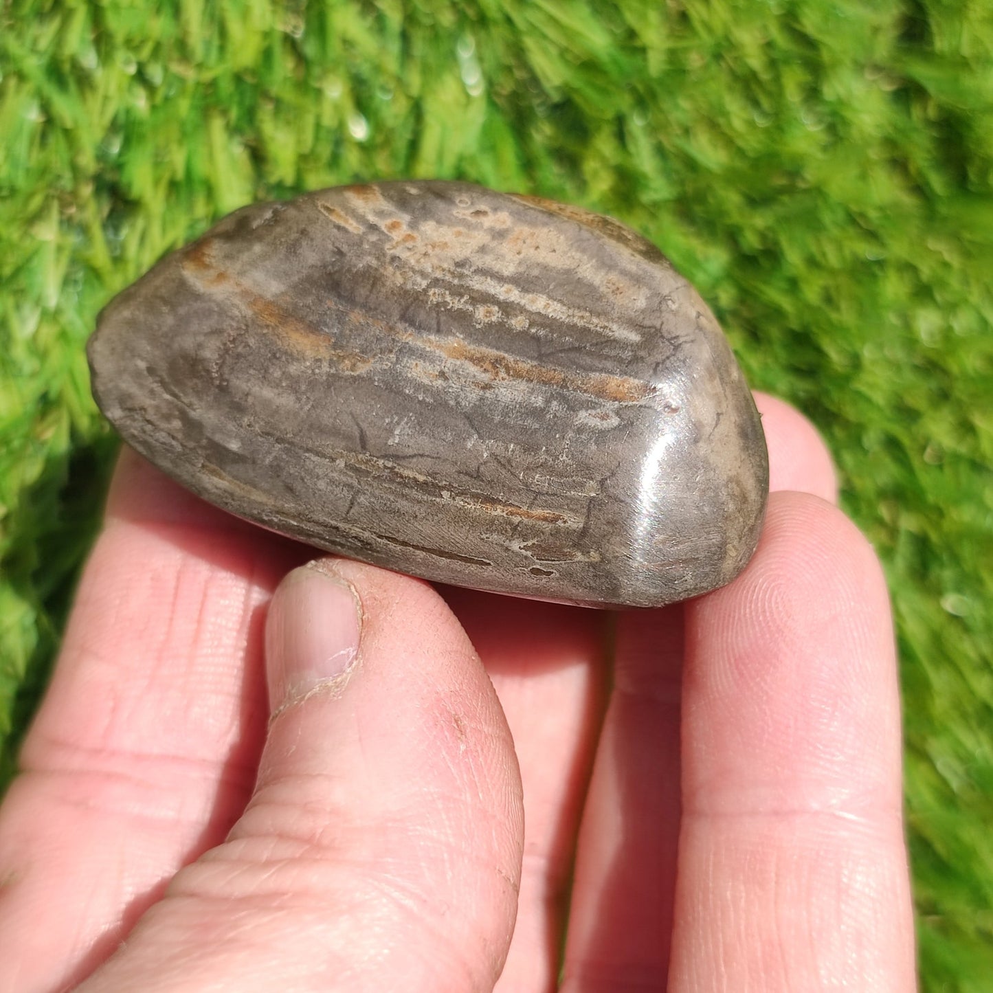Polished shell fossil Whitby Yorkshire - North Yorkshire Fossils