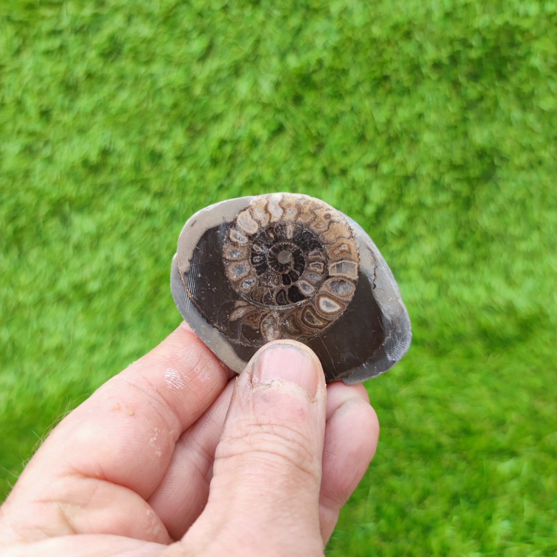 Polished Whitby Fossil North Yorkshire Fossils - North Yorkshire Fossils