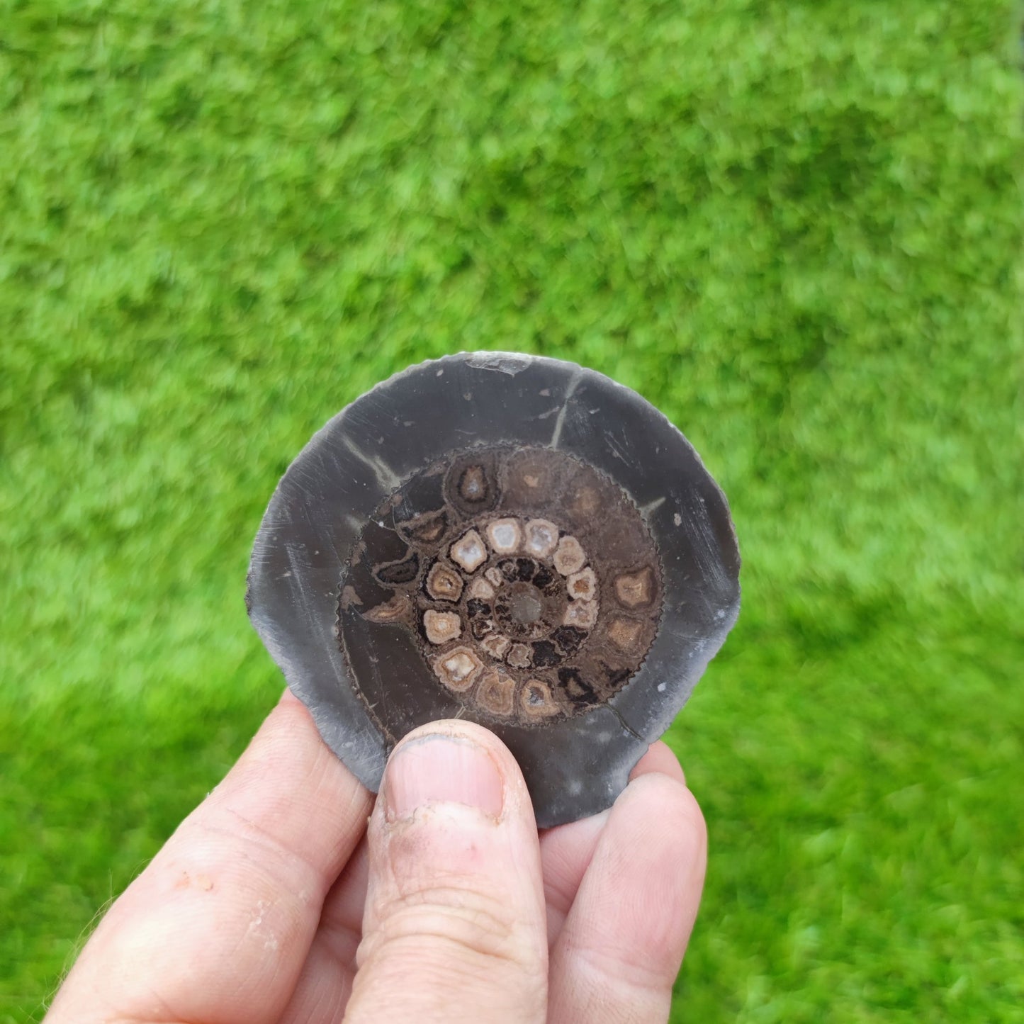 Polished Yorkshire dactylioceras ammonite fossil - North Yorkshire Fossils