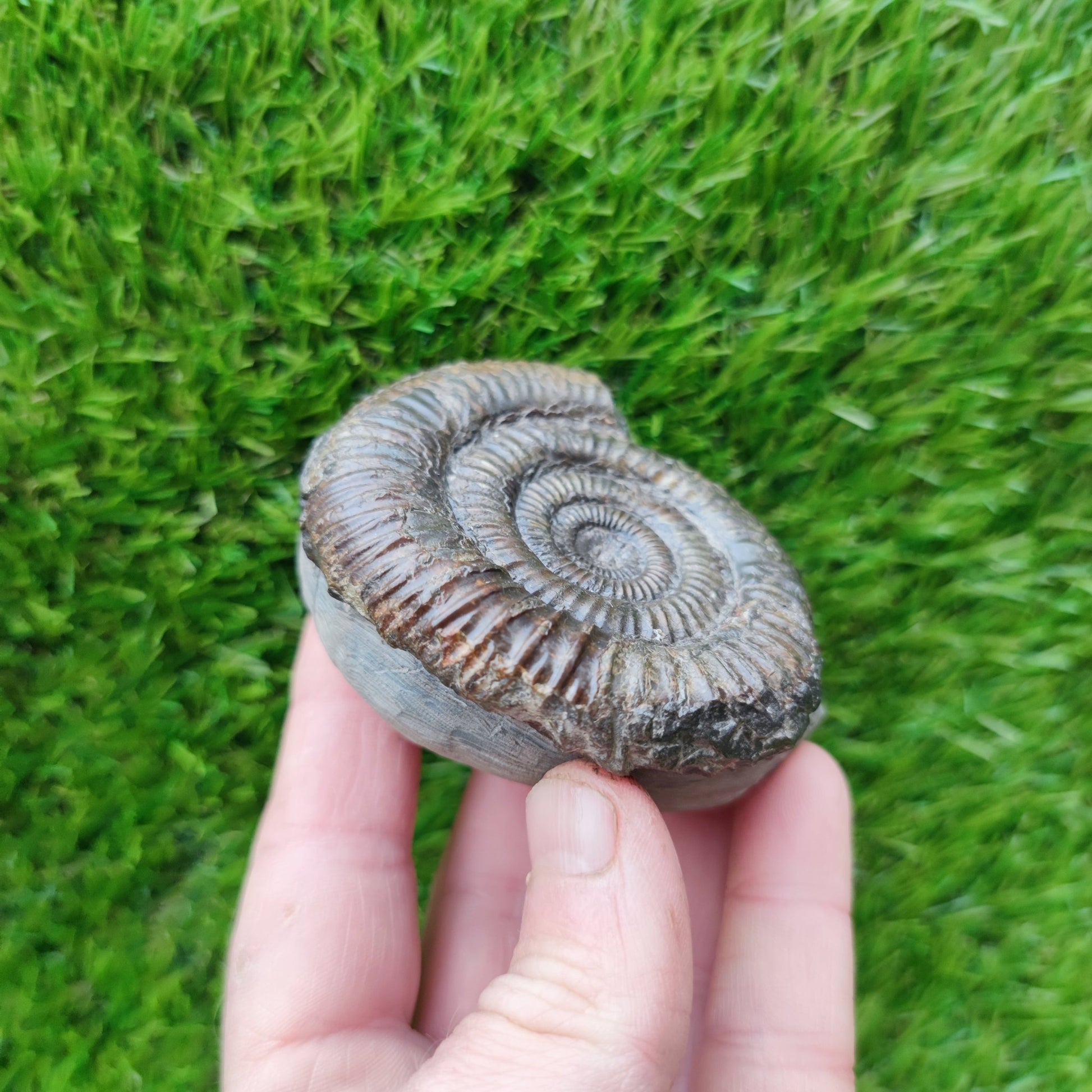 Port Mulgrave ammonite fossil - North Yorkshire Fossils