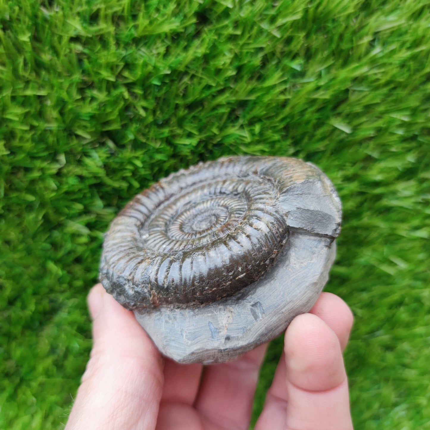 Port Mulgrave ammonite fossil - North Yorkshire Fossils
