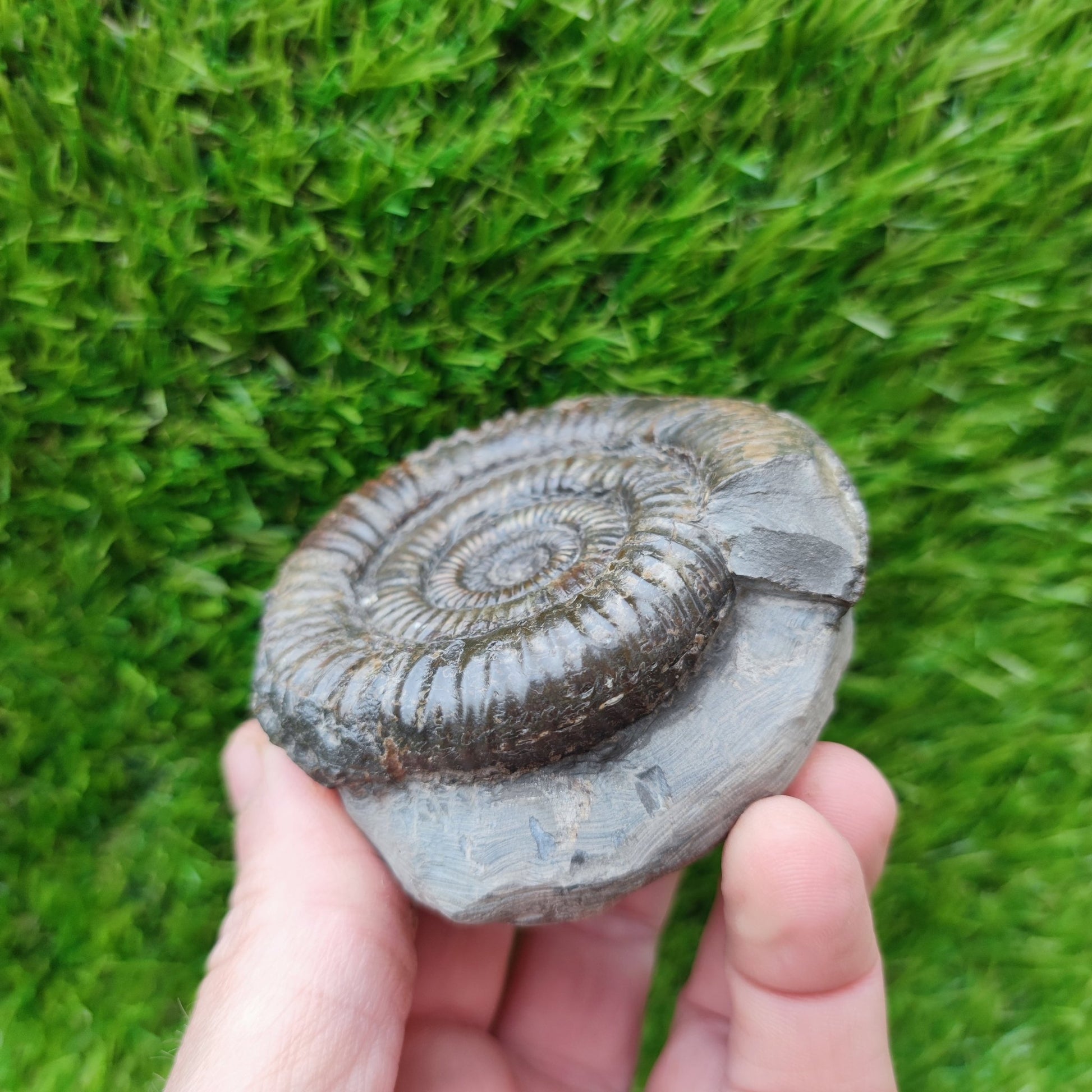 Port Mulgrave ammonite fossil - North Yorkshire Fossils