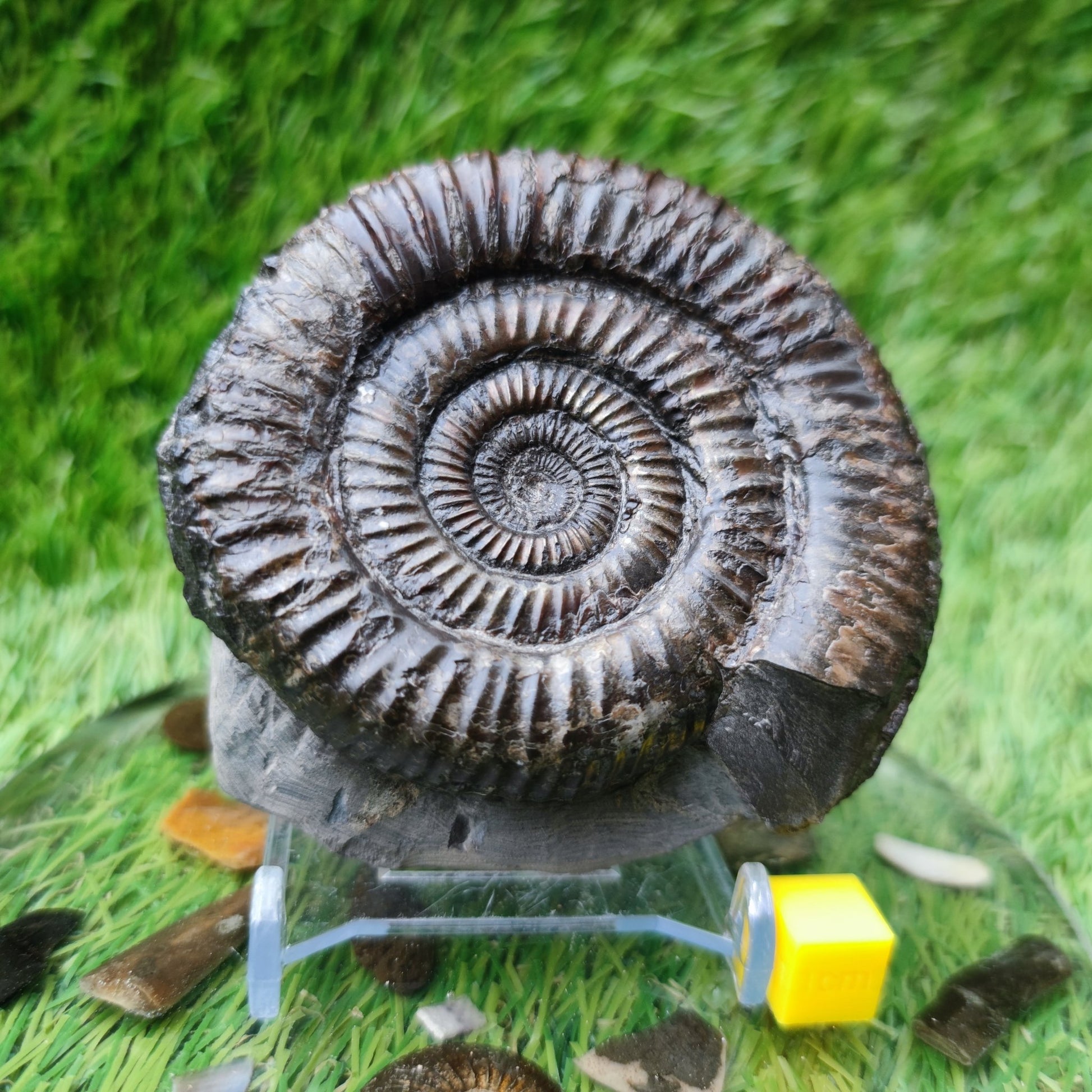 Port Mulgrave ammonite fossil - North Yorkshire Fossils