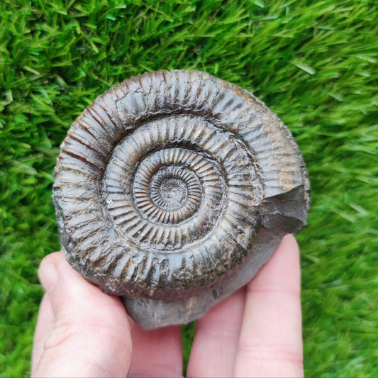 Port Mulgrave ammonite fossil - North Yorkshire Fossils