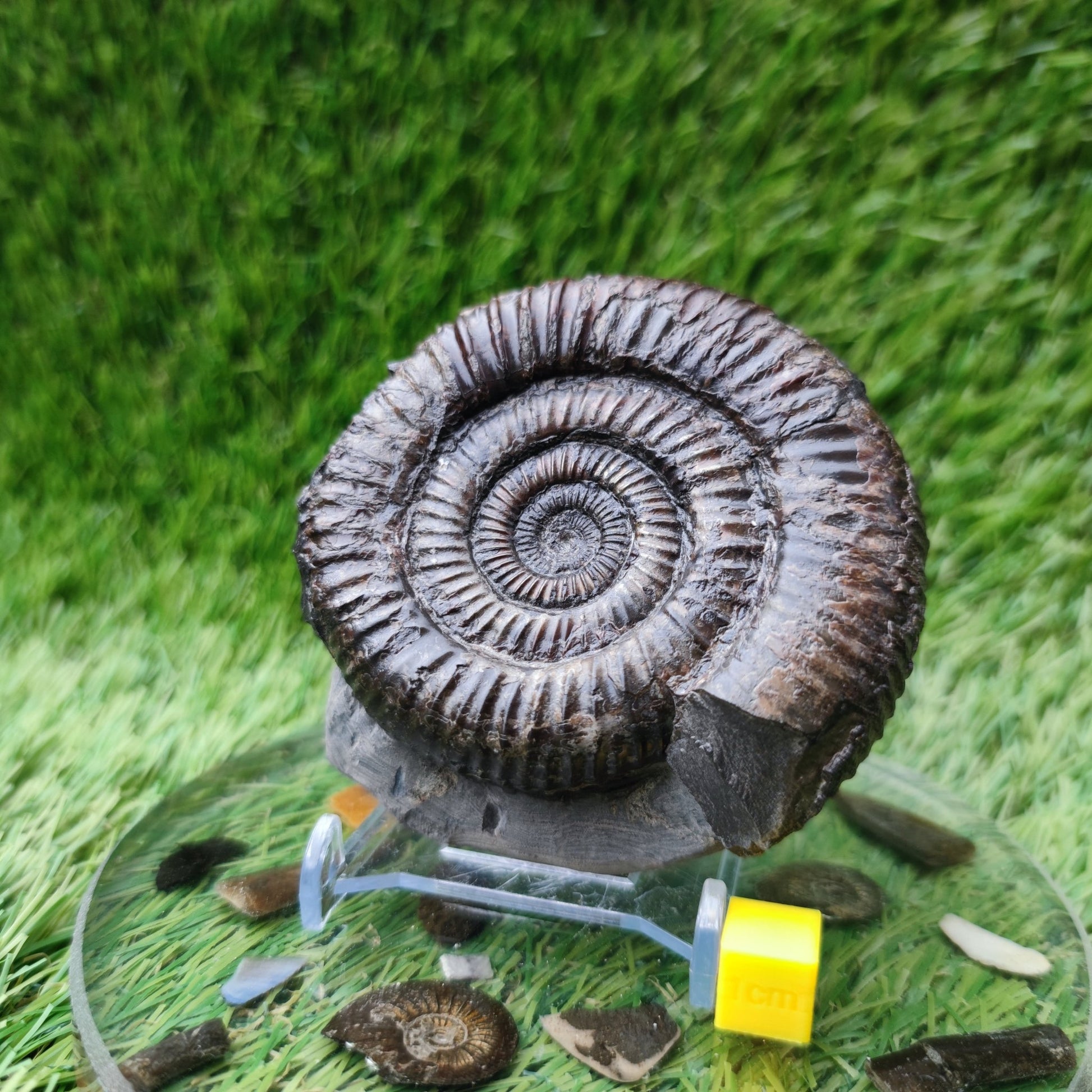 Port Mulgrave ammonite fossil - North Yorkshire Fossils