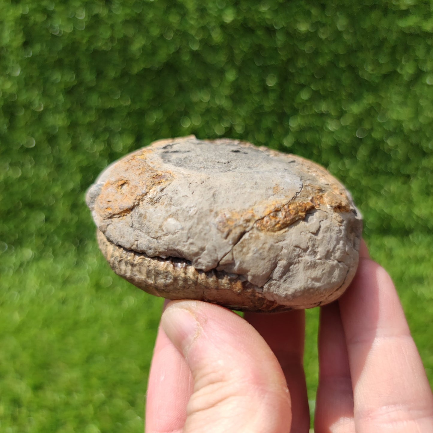 Port Mulgrave fossil ammonite split pair - North Yorkshire Fossils