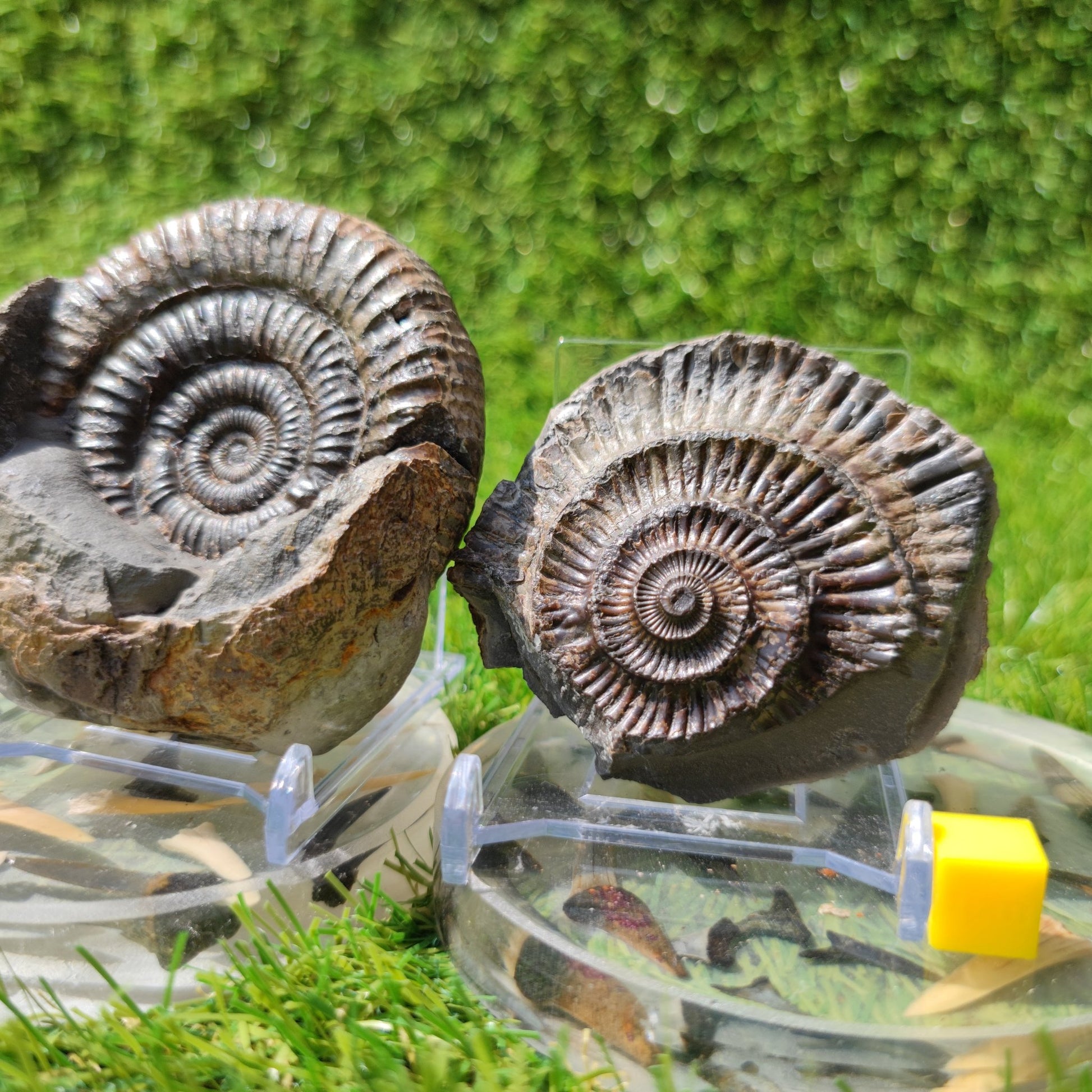 Port Mulgrave fossil ammonite split pair - North Yorkshire Fossils