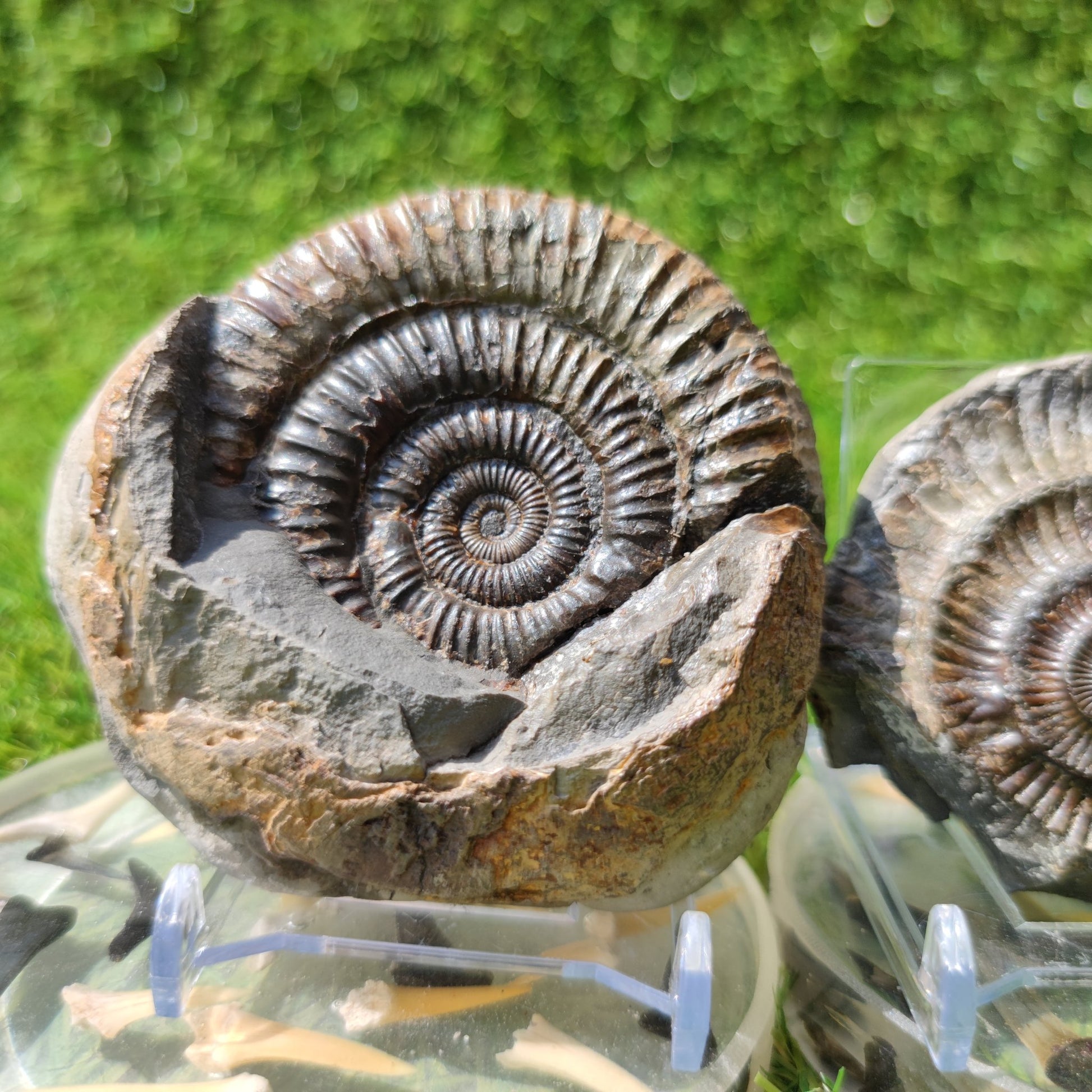 Port Mulgrave fossil ammonite split pair - North Yorkshire Fossils