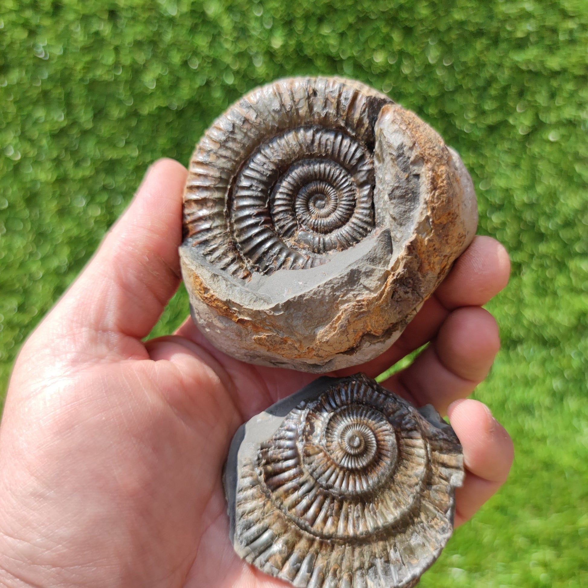 Port Mulgrave fossil ammonite split pair - North Yorkshire Fossils