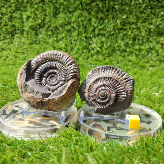 Port Mulgrave fossil ammonite split pair - North Yorkshire Fossils
