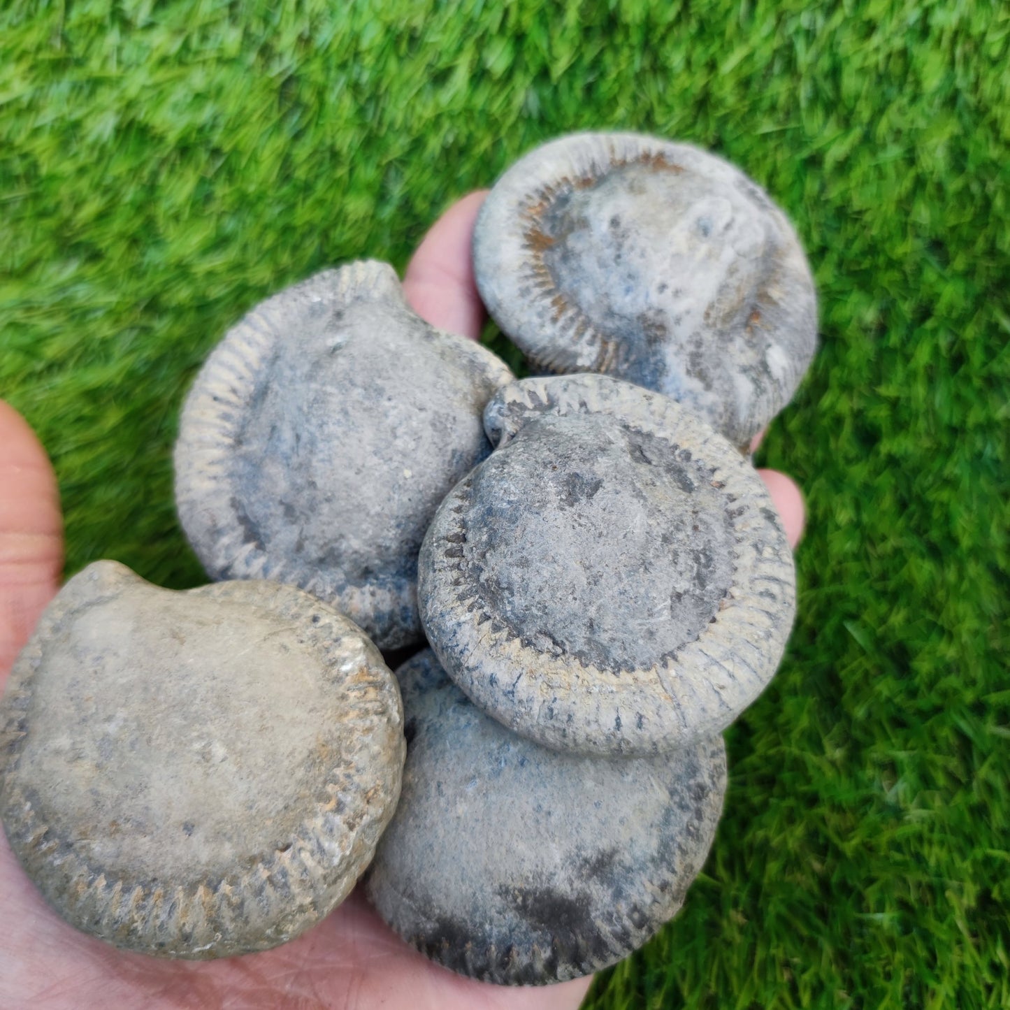 Prepare your own Yorkshire ammonites pack of 5 - North Yorkshire Fossils