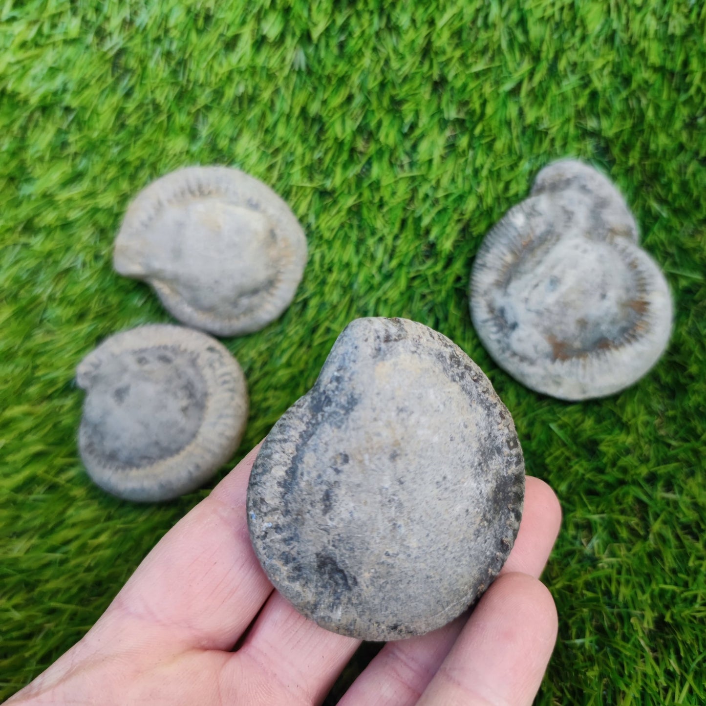 Prepare your own Yorkshire ammonites pack of 5 - North Yorkshire Fossils