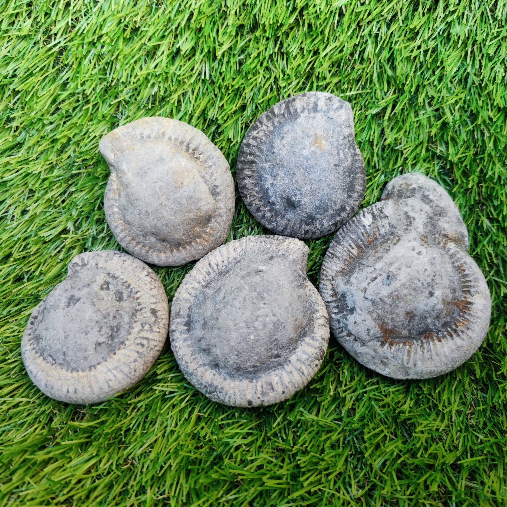 Prepare your own Yorkshire ammonites pack of 5 - North Yorkshire Fossils