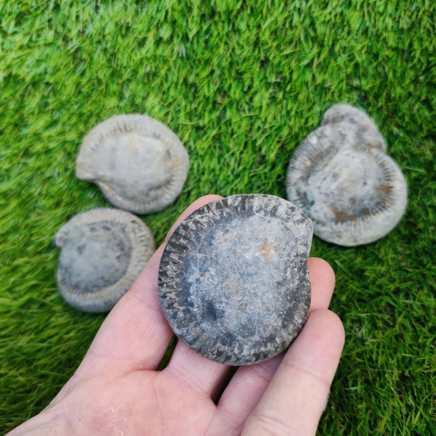 Prepare your own Yorkshire ammonites pack of 5 - North Yorkshire Fossils