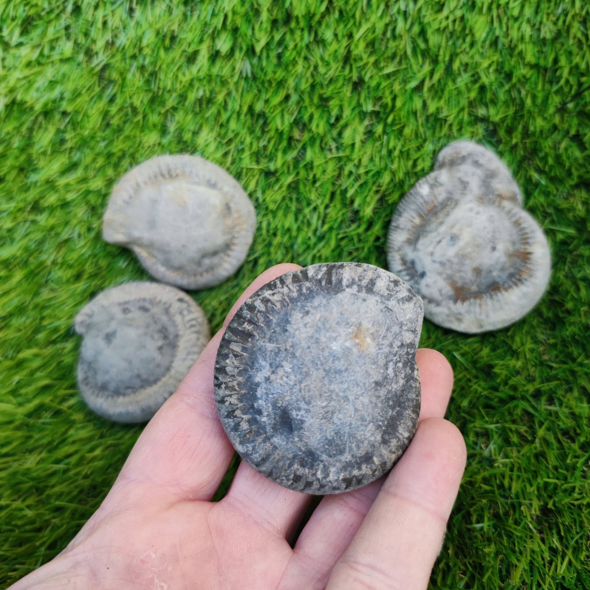 Prepare your own Yorkshire ammonites pack of 5 - North Yorkshire Fossils